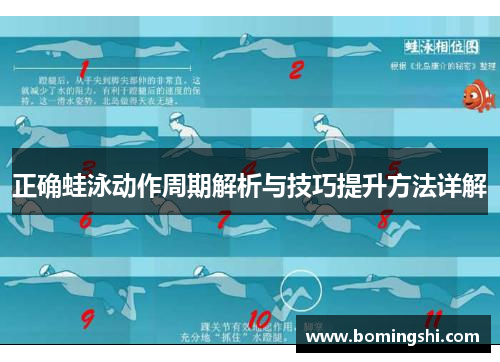 正确蛙泳动作周期解析与技巧提升方法详解